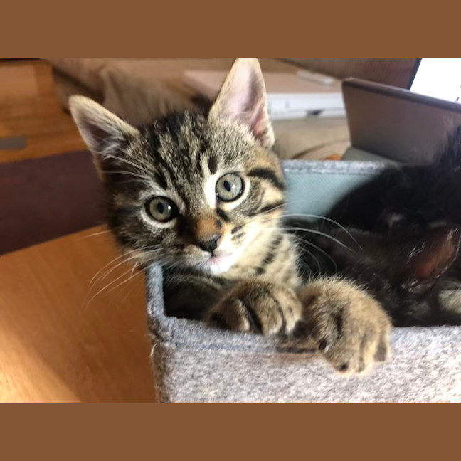 Photo of Toulouse   2 Month Old Domestic Short Hair (Trial)