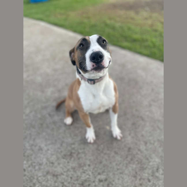 Photo of Maple 