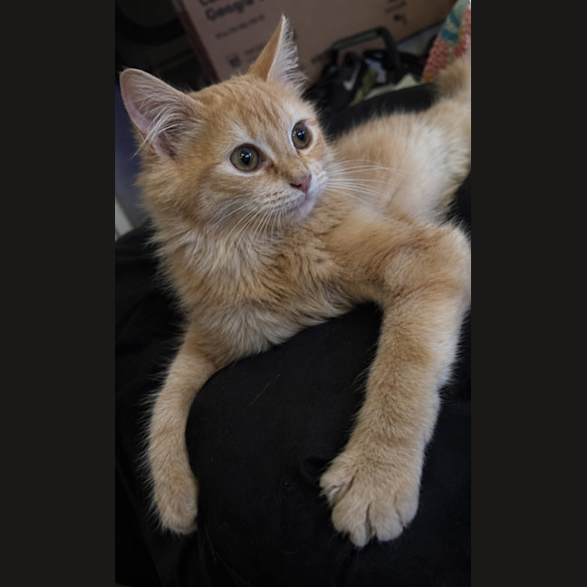 Photo of Butternut