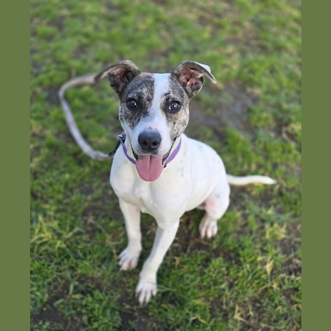 Photo of Cracker (66477)