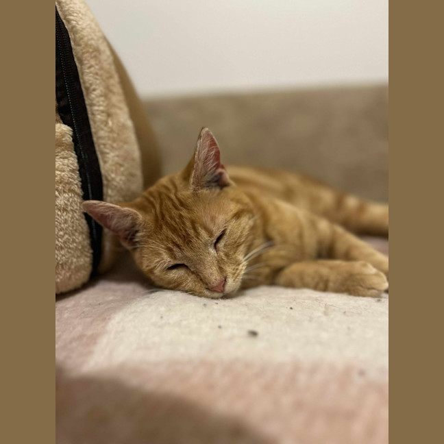 Photo of Gigi   Located In Frankston