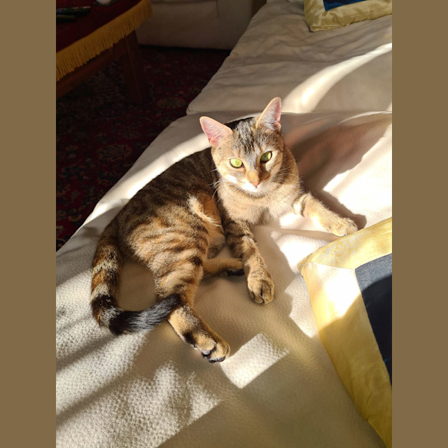 Photo of Jellycat