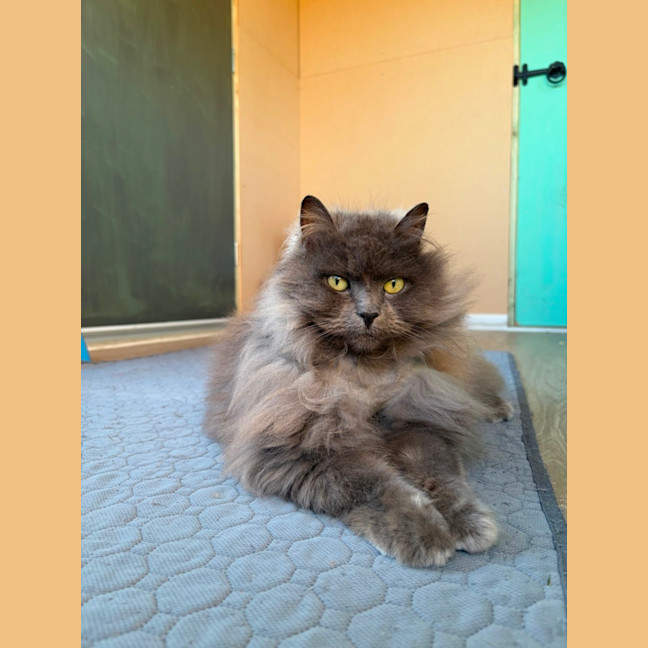 Photo of Lychee
