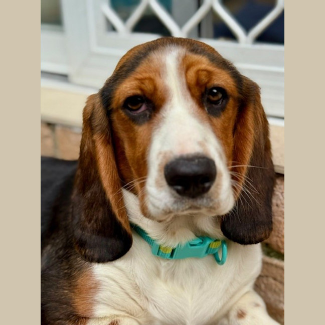 Photo of June   5 Month Old Basset Hound X Beagalier