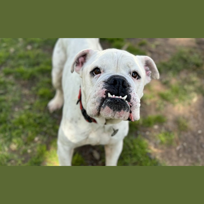 Photo of Meatball