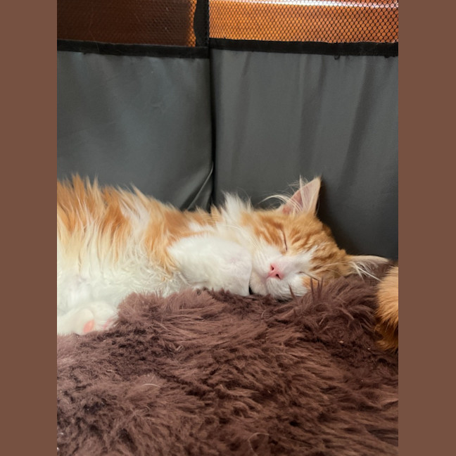 Photo of Leo