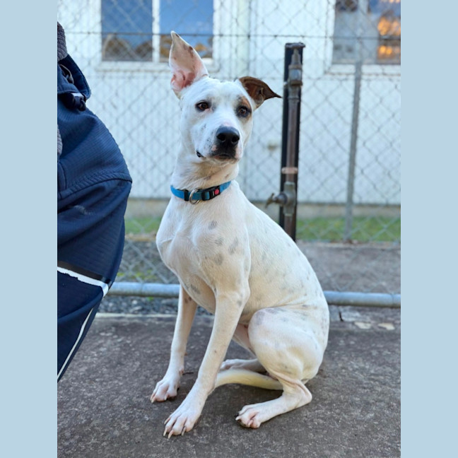 Photo of Boo