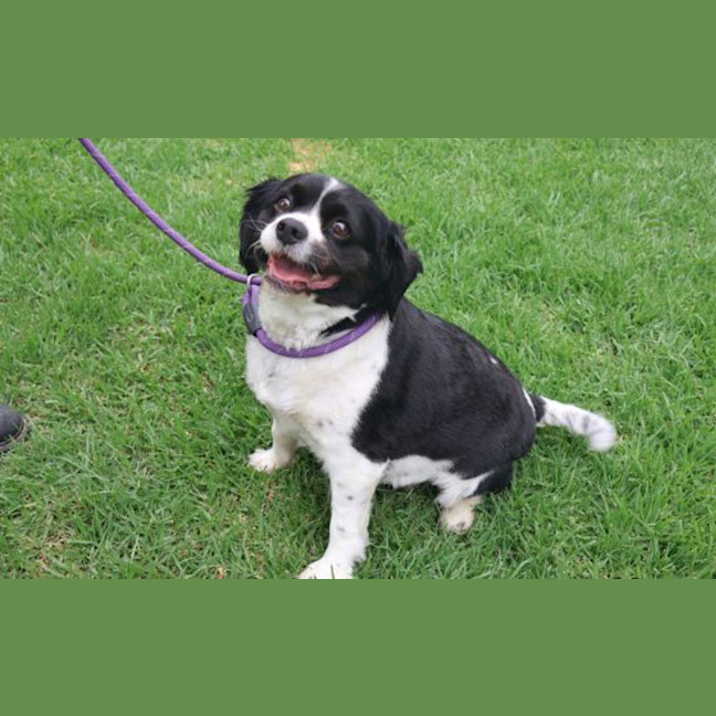 Photo of Stella