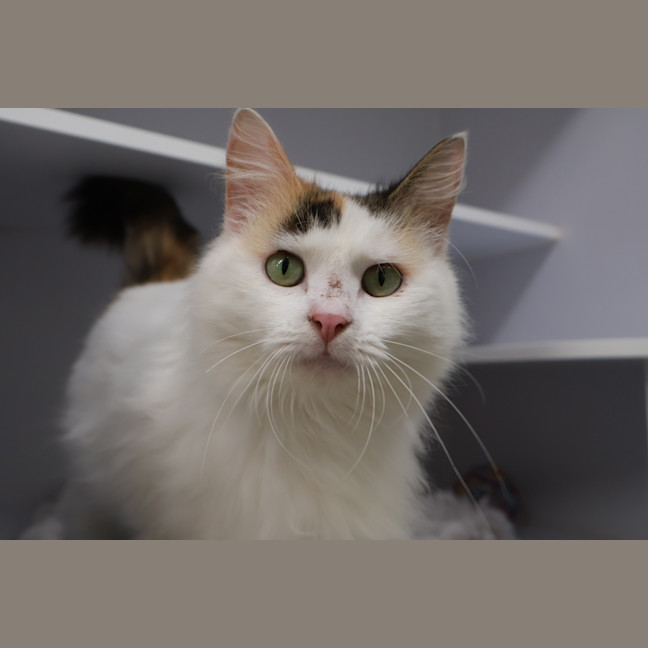Photo of Mitsi