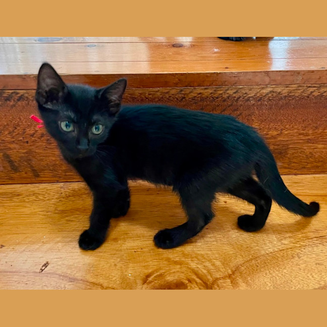 Photo of Bindi