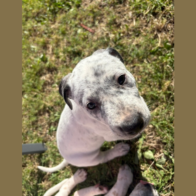 Photo of Bluey   9 Week Old Cattle Dog X