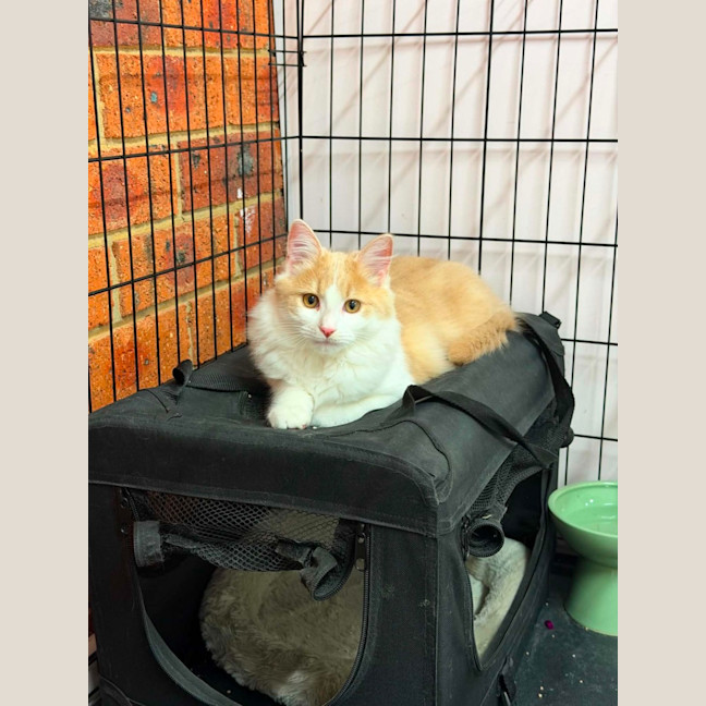 Photo of Maple