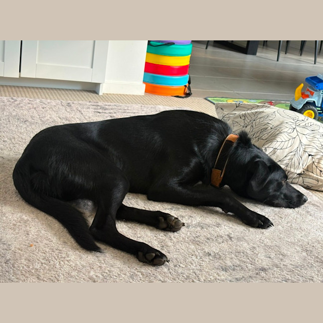 Photo of Max