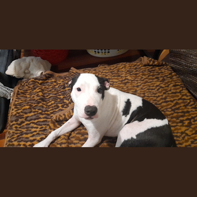 Photo of Bella