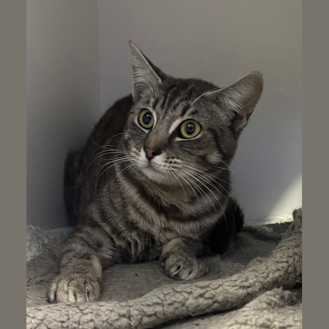 Photo of Remy 
