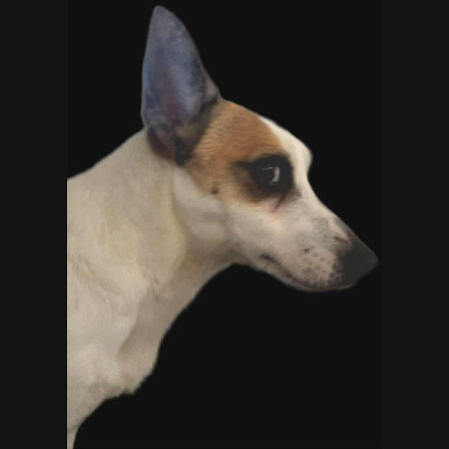 Photo of Gus