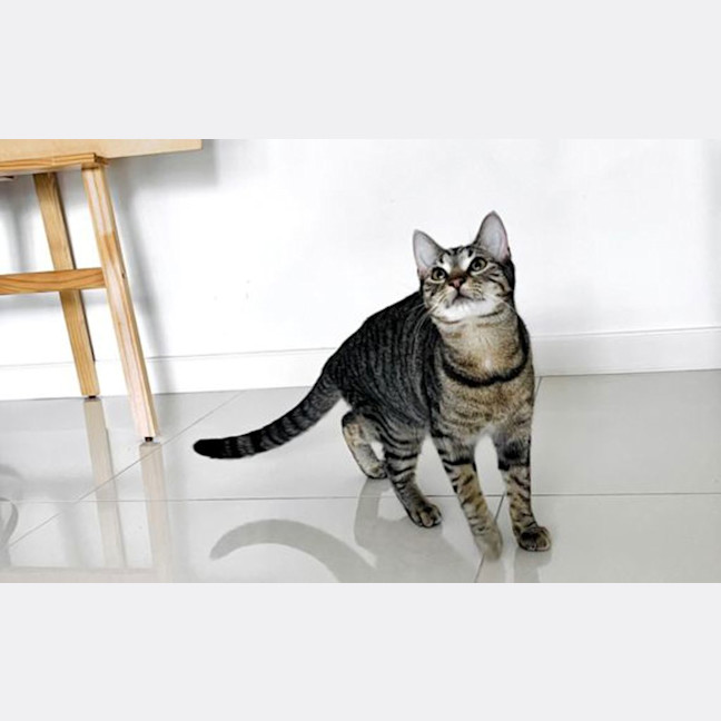 Photo of Freya