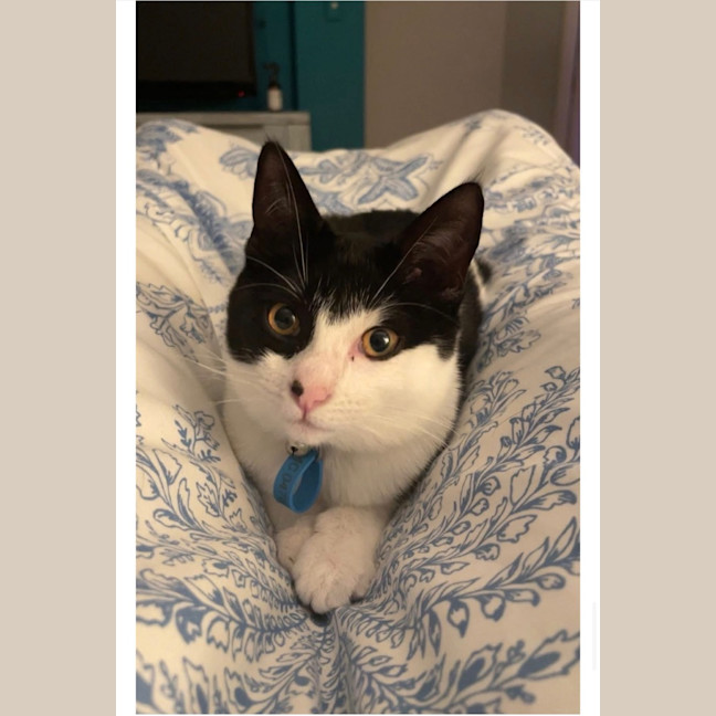 Photo of Kora (Was Echo)