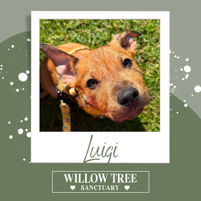 Photo of Luigi