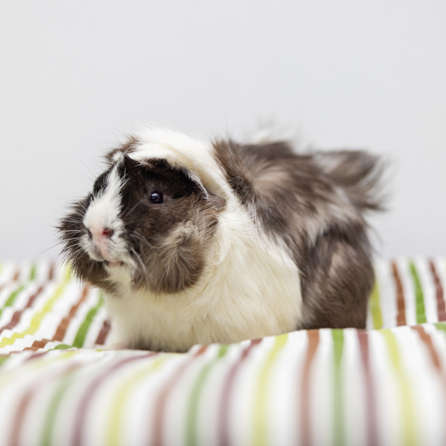Photo of Mr Fluffington