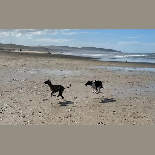 Photo of Moka & Nellie