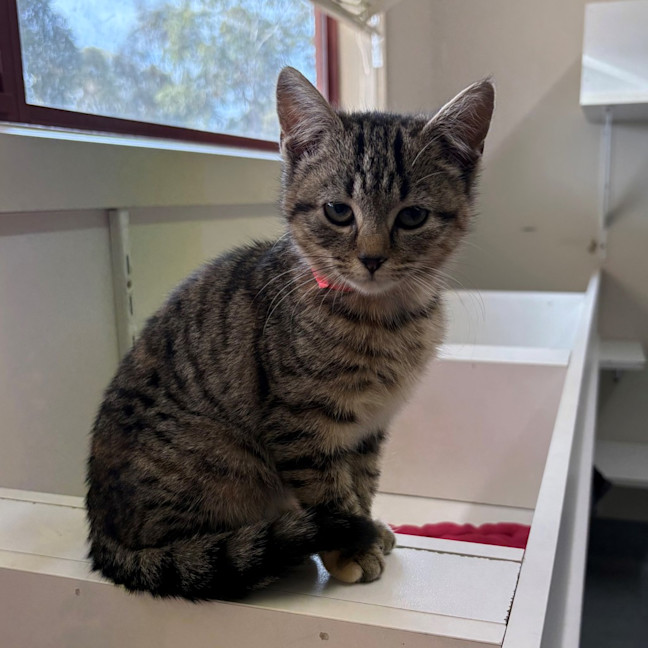 Photo of Chimichurri