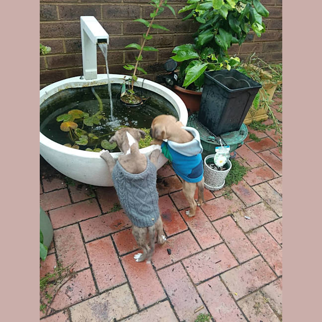 Photo of Milo (Was Ollie)