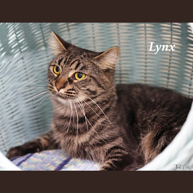 Photo of Lynx   Burnie