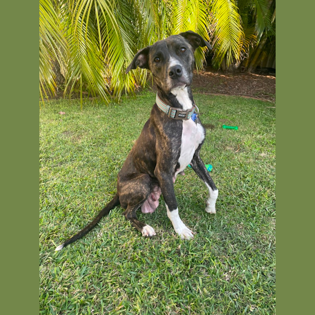 Photo of Delilah   1 Year Old Staffy X