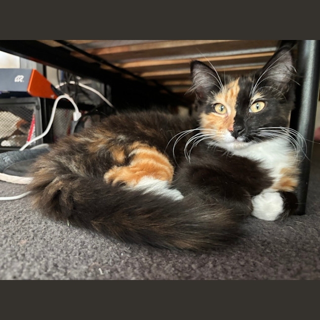 Photo of Embra