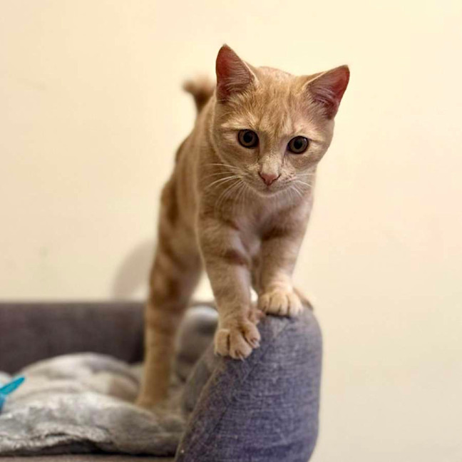 Photo of Simba   In Foster Care In Coburg
