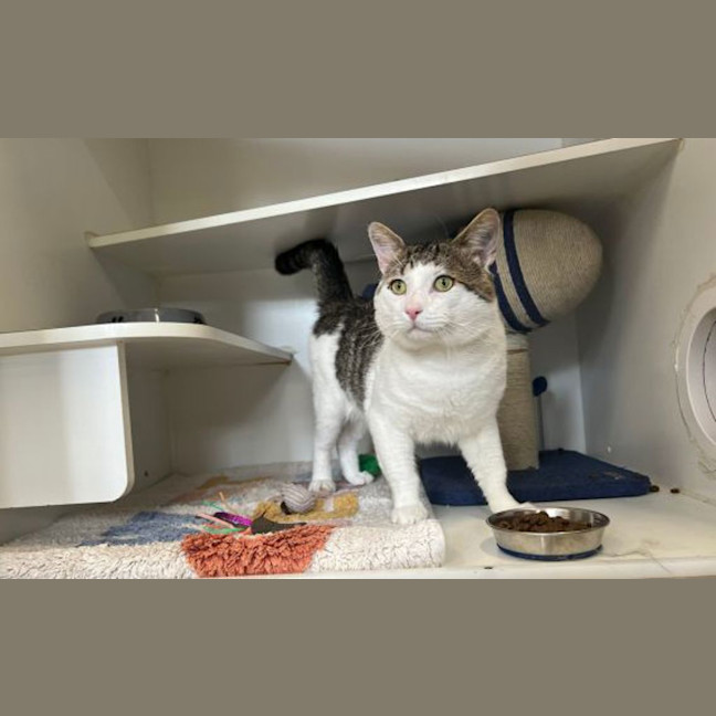 Photo of Marvin