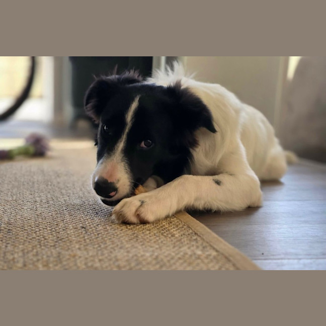 Photo of Annie 