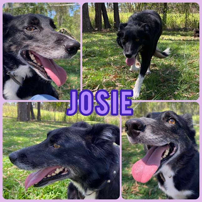 Photo of Josie