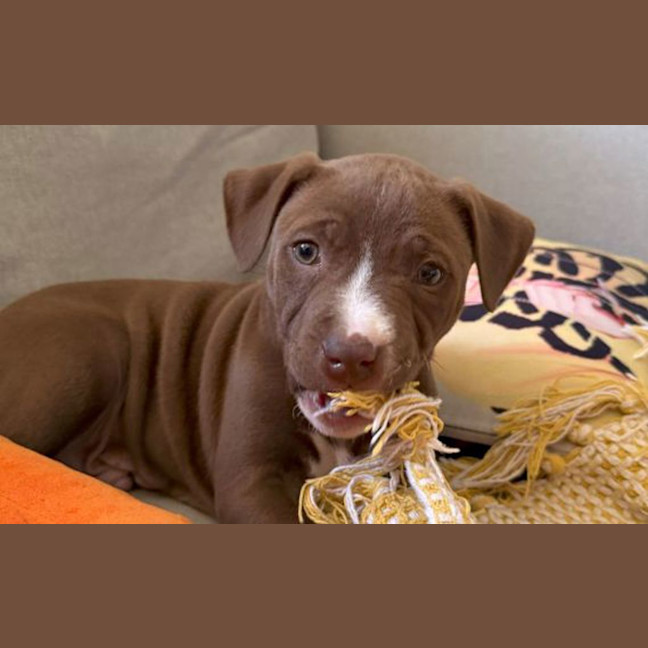 Photo of Milo