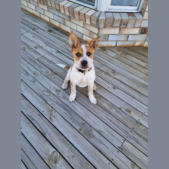 Photo of Rusty