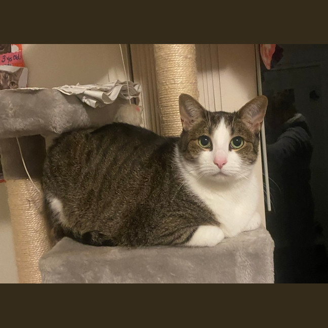 Photo of Melon
