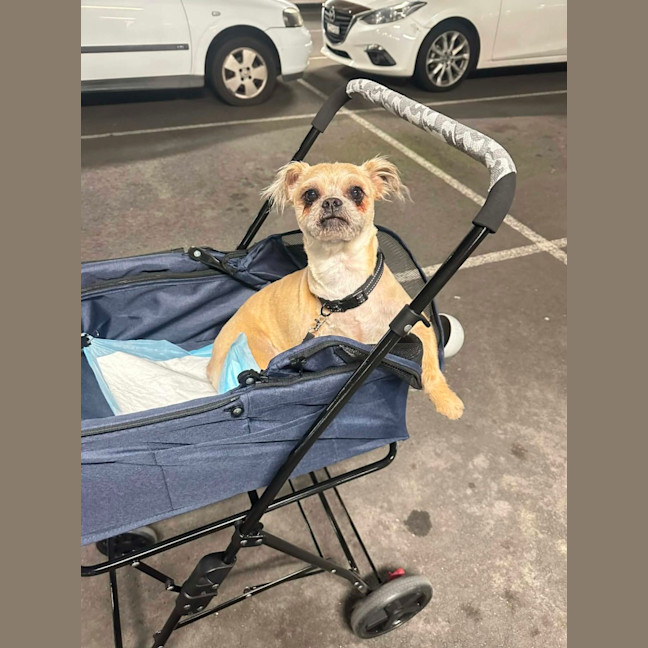 Photo of Otis   7 Year Old Brussels Griffon