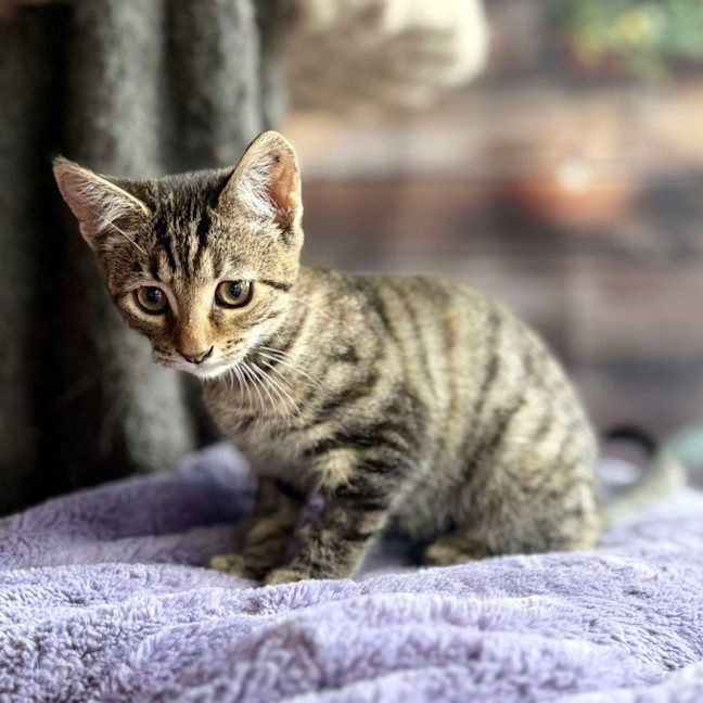 Photo of Buttercup   Meet Me At Ivanhoe East Vet Clinic