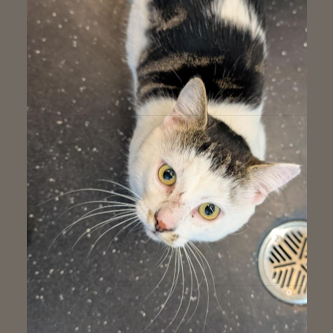 Photo of Munchkin Man