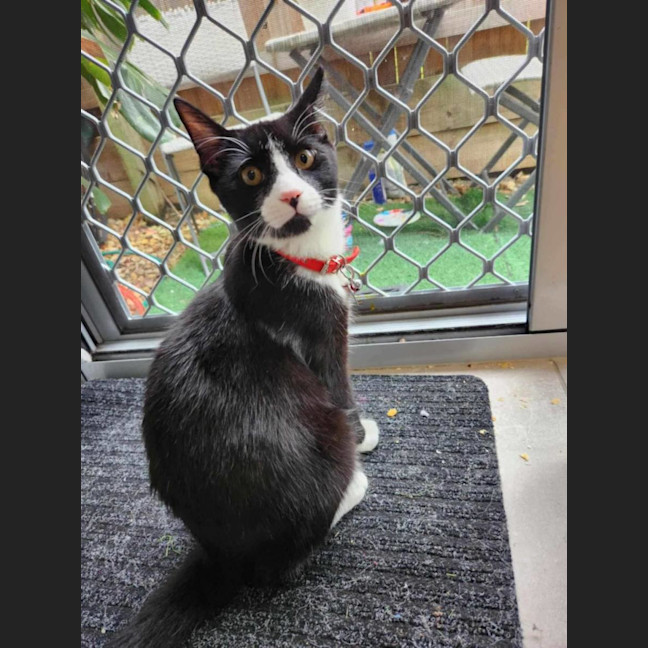 Photo of Mochi
