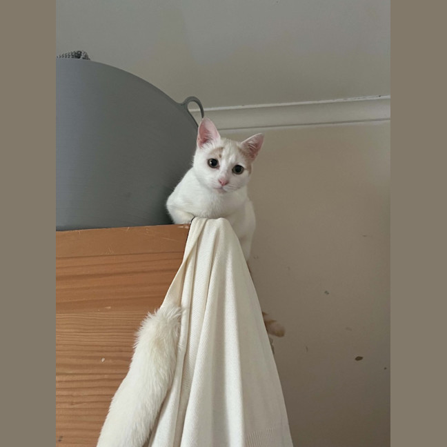 Photo of Peaches