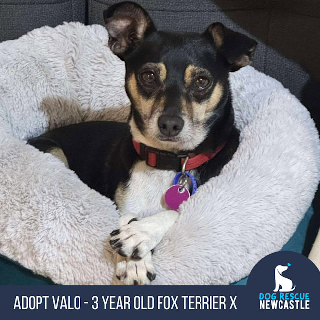 Photo of Valo   3 Year Old Fox Terrier X