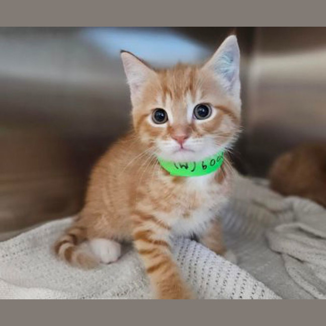 Photo of Copper