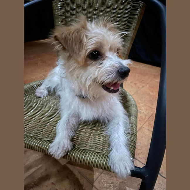 Photo of Muppet