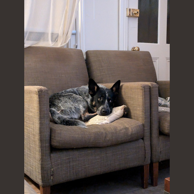 Photo of Snowy