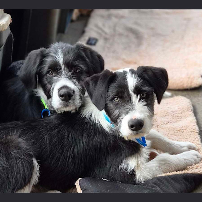 Photo of Sherlock