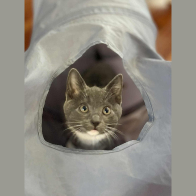 Photo of 💜 Kirby 💜