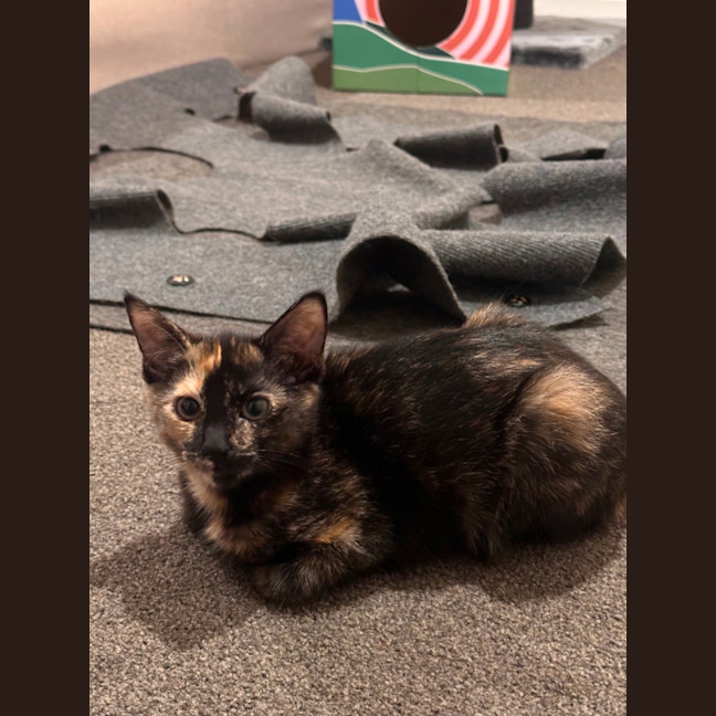 Photo of Astrid & Yogi