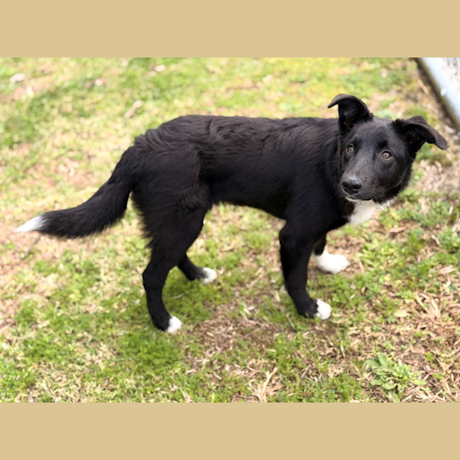 Photo of Rex